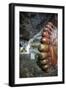 Statue of Reclining Buddha-Charlie-Framed Photographic Print