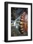 Statue of Reclining Buddha-Charlie-Framed Photographic Print