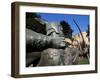 Statue of Robin Hood, Nottingham, Nottinghamshire, England, United Kingdom-Neale Clarke-Framed Photographic Print