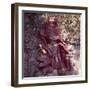 Statue of the God of Health in the Dragon Temple Near Kunming, Yunnan, China-null-Framed Giclee Print