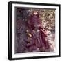 Statue of the God of Health in the Dragon Temple Near Kunming, Yunnan, China-null-Framed Giclee Print