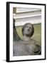 Statue of Venus, Roman Goddess of Love-Kallimachos Kallimachos-Framed Photographic Print