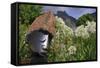 Statue with Agapanthus and Table Mountain Behind-Eleanor-Framed Stretched Canvas