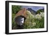 Statue with Agapanthus and Table Mountain Behind-Eleanor-Framed Photographic Print