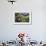 Statue with Agapanthus and Table Mountain Behind-Eleanor-Framed Photographic Print displayed on a wall