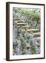 Statues in Daisho-In Buddhist Temple, Miyajima Island, Hiroshima Prefecture, Honshu, Japan, Asia-Christian Kober-Framed Photographic Print