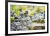 Statues in Daisho-In Buddhist Temple, Miyajima Island, Hiroshima Prefecture, Honshu, Japan, Asia-Christian Kober-Framed Photographic Print