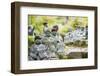 Statues in Daisho-In Buddhist Temple, Miyajima Island, Hiroshima Prefecture, Honshu, Japan, Asia-Christian Kober-Framed Photographic Print