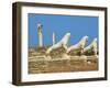 Statues on the Lion Terrace, Delos, UNESCO World Heritage Site, Cyclades Islands, Greek Islands, Gr-Tuul-Framed Photographic Print