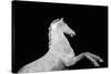 Statuesque Horse-Irene Suchocki-Stretched Canvas