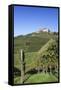 Staufenberg Castle, Durbach, Black Forest, Baden Wurttemberg, Germany, Europe-Markus-Framed Stretched Canvas