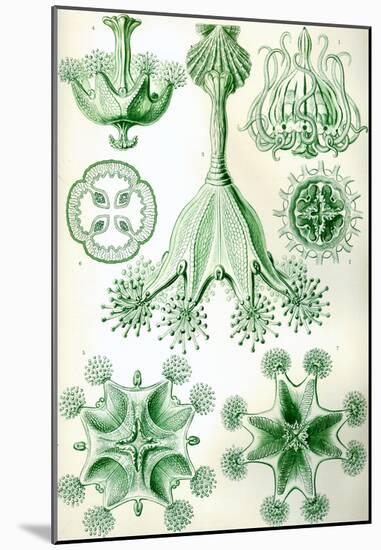 Stauromedusae Nature Art Print Poster by Ernst Haeckel-null-Mounted Poster