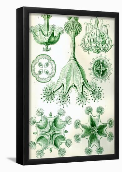 Stauromedusae Nature Art Print Poster by Ernst Haeckel-null-Framed Poster