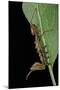 Stauropus Fagi (Lobster Moth, Lobster Prominent) - Caterpillar Feeding on Leaf-Paul Starosta-Mounted Photographic Print