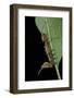 Stauropus Fagi (Lobster Moth, Lobster Prominent) - Caterpillar Feeding on Leaf-Paul Starosta-Framed Photographic Print