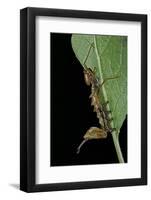 Stauropus Fagi (Lobster Moth, Lobster Prominent) - Caterpillar Feeding on Leaf-Paul Starosta-Framed Photographic Print