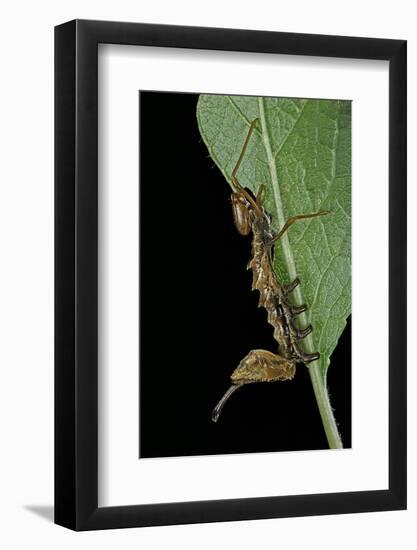 Stauropus Fagi (Lobster Moth, Lobster Prominent) - Caterpillar Feeding on Leaf-Paul Starosta-Framed Photographic Print