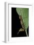 Stauropus Fagi (Lobster Moth, Lobster Prominent) - Caterpillar Feeding on Leaf-Paul Starosta-Framed Photographic Print