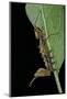 Stauropus Fagi (Lobster Moth, Lobster Prominent) - Caterpillar Feeding on Leaf-Paul Starosta-Mounted Photographic Print