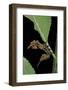 Stauropus Fagi (Lobster Moth, Lobster Prominent) - Caterpillar-Paul Starosta-Framed Photographic Print