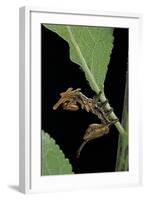 Stauropus Fagi (Lobster Moth, Lobster Prominent) - Caterpillar-Paul Starosta-Framed Photographic Print