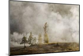 Steam around trees, Upper Geyser Basin, Yellowstone National Park, Montana, Wyoming-Adam Jones-Mounted Photographic Print