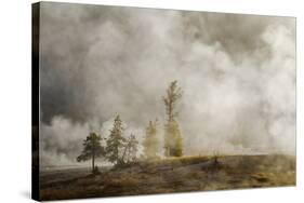 Steam around trees, Upper Geyser Basin, Yellowstone National Park, Montana, Wyoming-Adam Jones-Stretched Canvas