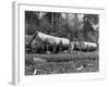 Steam Logging in the Cascades of Washington State Photograph - Washington State-Lantern Press-Framed Art Print