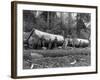 Steam Logging in the Cascades of Washington State Photograph - Washington State-Lantern Press-Framed Art Print