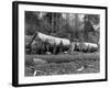 Steam Logging in the Cascades of Washington State Photograph - Washington State-Lantern Press-Framed Art Print