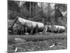 Steam Logging in the Cascades of Washington State Photograph - Washington State-Lantern Press-Mounted Art Print