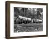 Steam Logging in the Cascades of Washington State Photograph - Washington State-Lantern Press-Framed Art Print