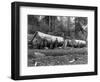 Steam Logging in the Cascades of Washington State Photograph - Washington State-Lantern Press-Framed Art Print