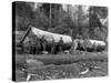 Steam Logging in the Cascades of Washington State Photograph - Washington State-Lantern Press-Stretched Canvas