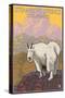 Steamboat Springs, Colorado, Mountain Goat-Lantern Press-Stretched Canvas