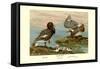 Steamer Ducks-Allan Brooks-Framed Stretched Canvas