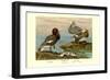 Steamer Ducks-Allan Brooks-Framed Art Print