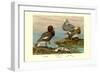 Steamer Ducks-Allan Brooks-Framed Art Print