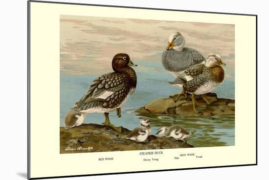Steamer Ducks-Allan Brooks-Mounted Art Print