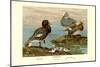 Steamer Ducks-Allan Brooks-Mounted Art Print