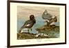 Steamer Ducks-Allan Brooks-Framed Art Print