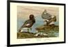 Steamer Ducks-Allan Brooks-Framed Art Print