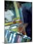 Steel Drums, Port of Spain, Trinidad, Caribbean-Greg Johnston-Mounted Photographic Print