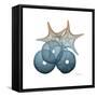 Steel Hues Sea Urchin and Starfish-Albert Koetsier-Framed Stretched Canvas