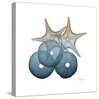 Steel Hues Sea Urchin and Starfish-Albert Koetsier-Stretched Canvas