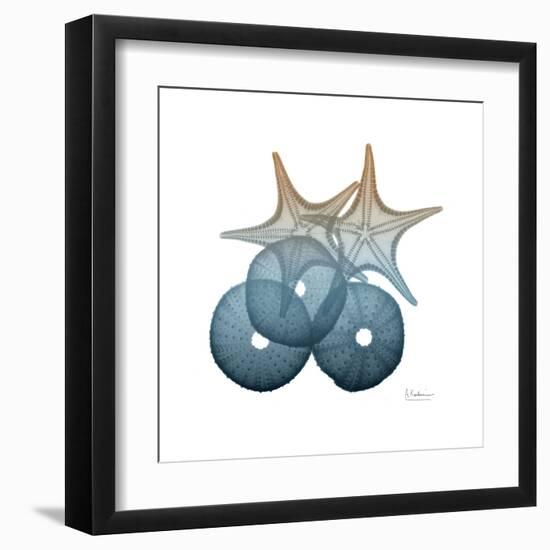 Steel Hues Sea Urchin and Starfish-Albert Koetsier-Framed Art Print