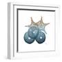 Steel Hues Sea Urchin and Starfish-Albert Koetsier-Framed Art Print