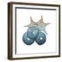 Steel Hues Sea Urchin and Starfish-Albert Koetsier-Framed Art Print