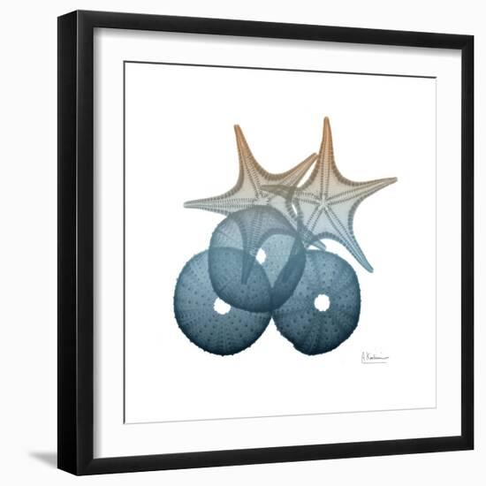 Steel Hues Sea Urchin and Starfish-Albert Koetsier-Framed Art Print