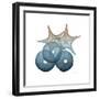 Steel Hues Sea Urchin and Starfish-Albert Koetsier-Framed Art Print